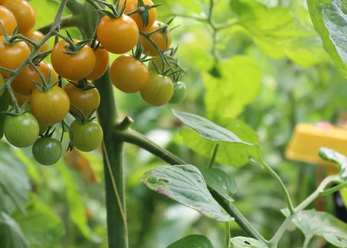 Eco-lodges Moutchic - 4 Pers