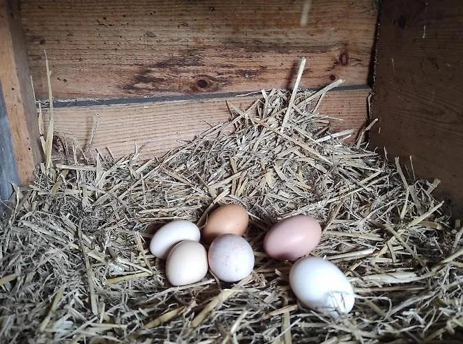 Eco-lodges Moutchic - 4 Pers *