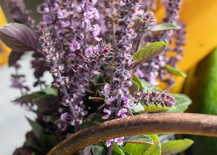 Eco-lodges Moutchic - 4 Pers *